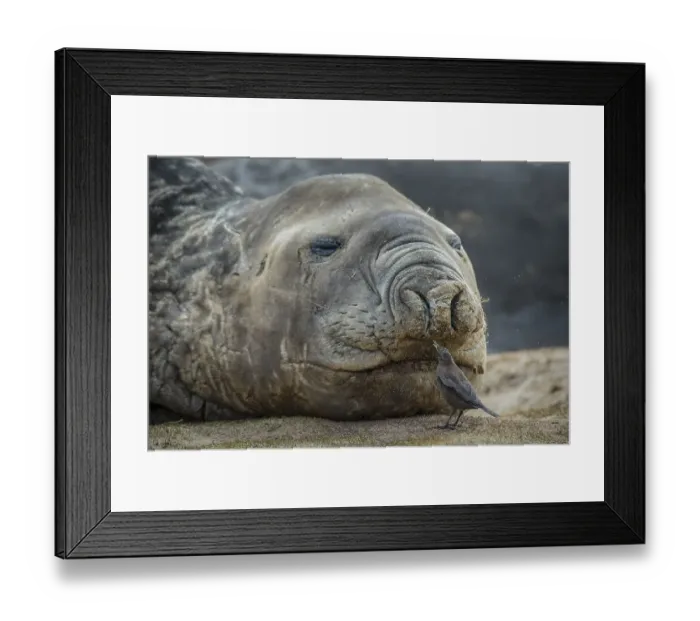 Framed Print : Southern elephant seal (Mirounga leonina) and Blackish Cinclodes Framed Print : Southern elephant seal (Mirounga leonina) and Blackish Cinclodes