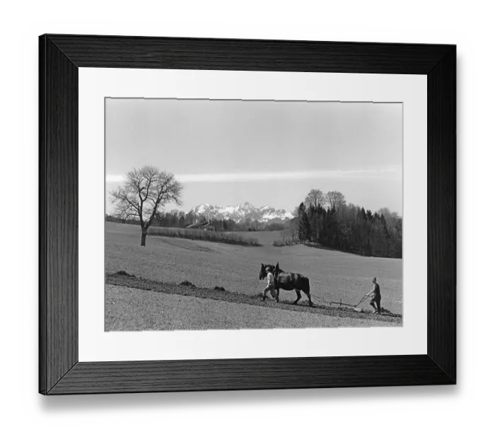 Framed Print : Field order with double plough and horse Framed Print : Field order with double plough and horse