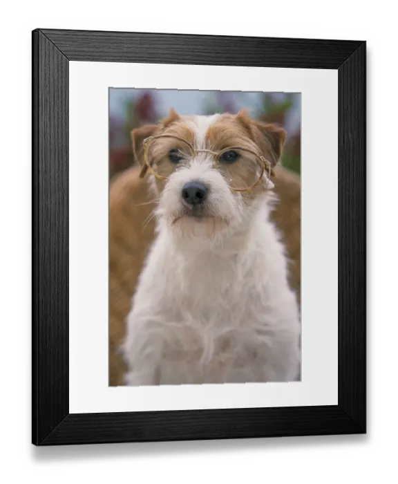 Framed Print : Parson Jack Russell Terrier with Glasses Framed Print : Parson Jack Russell Terrier with Glasses