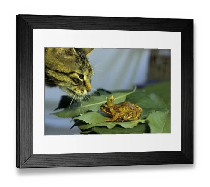 Framed Print : Animal Friendship, Cat and Frog Prince