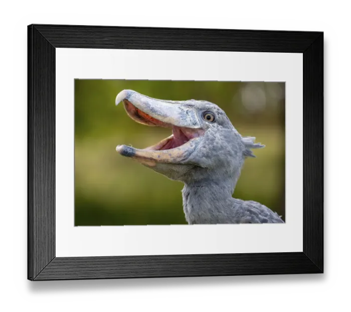 Framed Print : Shoebill (Balaeniceps rex), also Abu Markub Framed Print : Shoebill (Balaeniceps rex), also Abu Markub