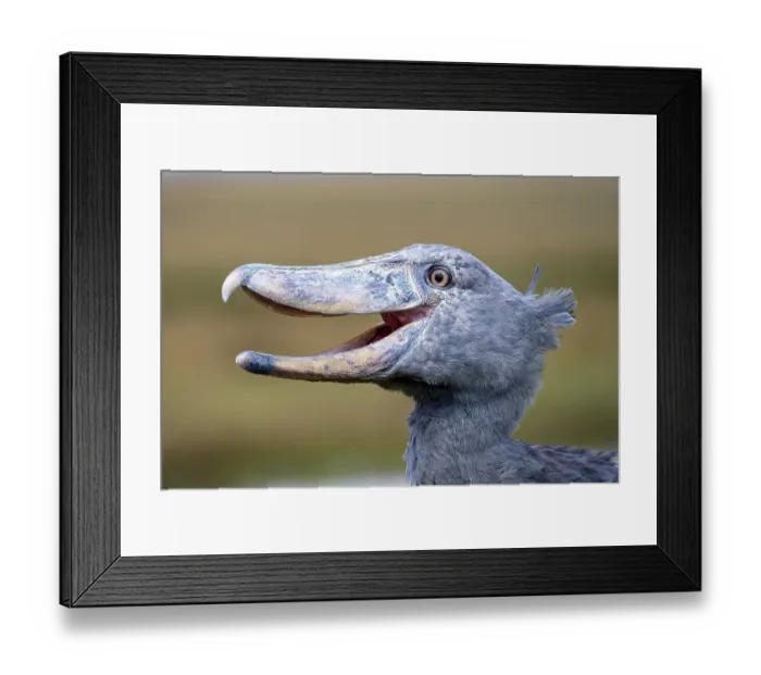 Framed Print : Shoebill (Balaeniceps rex), also Abu Markub Framed Print : Shoebill (Balaeniceps rex), also Abu Markub