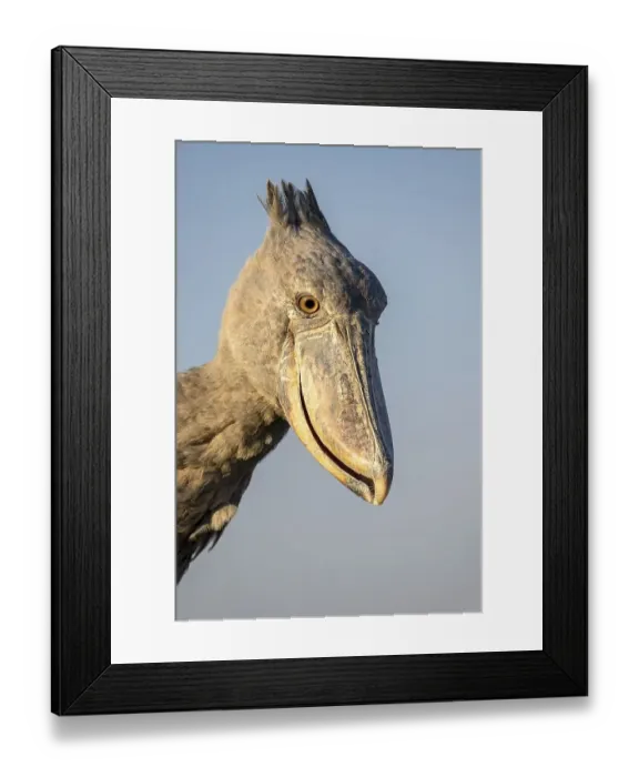 Framed Print : Shoebill (Balaeniceps rex), also Abu Markub Framed Print : Shoebill (Balaeniceps rex), also Abu Markub