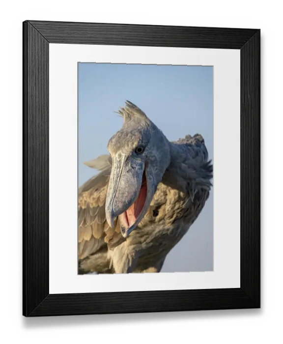 Framed Print : Shoebill (Balaeniceps rex), also Abu Markub Framed Print : Shoebill (Balaeniceps rex), also Abu Markub