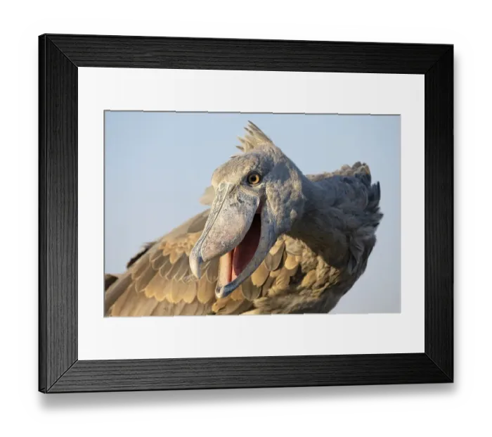 Framed Print : Shoebill (Balaeniceps rex), also Abu Markub Framed Print : Shoebill (Balaeniceps rex), also Abu Markub