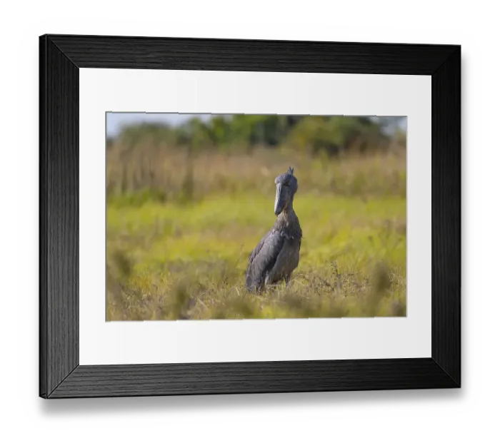 Framed Print : Shoebill (Balaeniceps rex), also Abu Markub