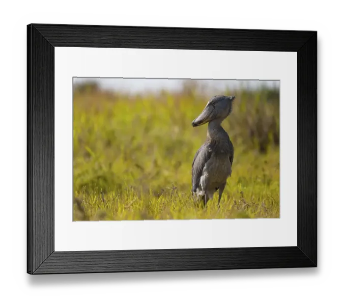 Framed Print : Shoebill (Balaeniceps rex), also Abu Markub Framed Print : Shoebill (Balaeniceps rex), also Abu Markub