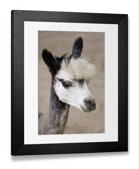 Framed Print : Alpaca with funny hairstyle Framed Print : Alpaca with funny hairstyle