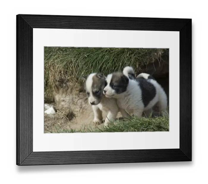 Framed Print : Greenland dogs, puppies, Greenland, North America