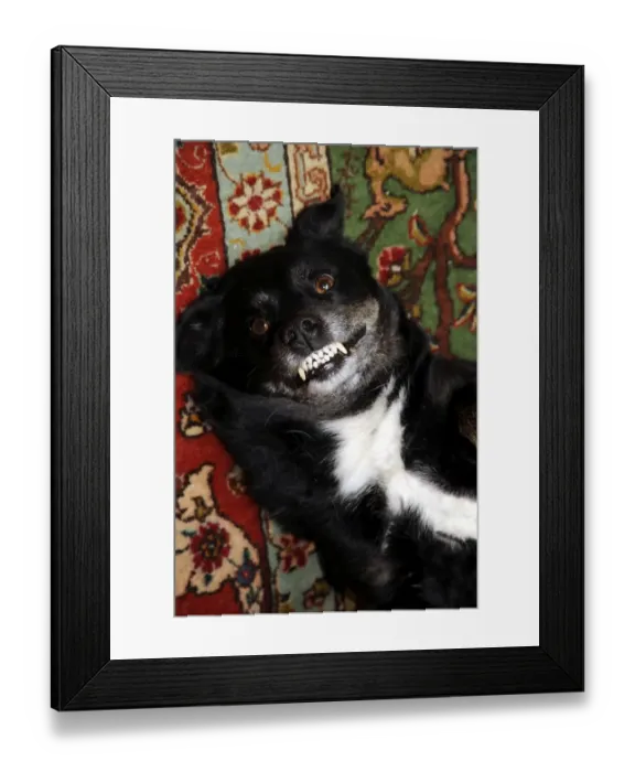 Framed Print : Black dog grinning Framed Print : Black dog grinning