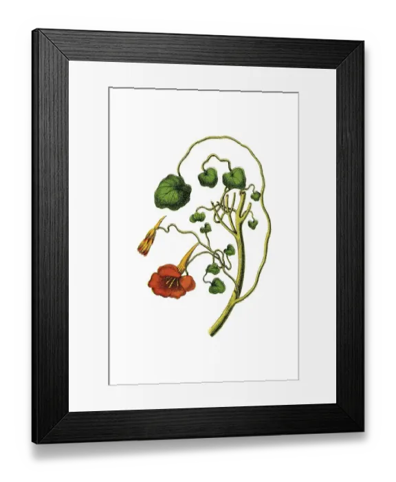 Framed Print : Nasturtium, historical illustration