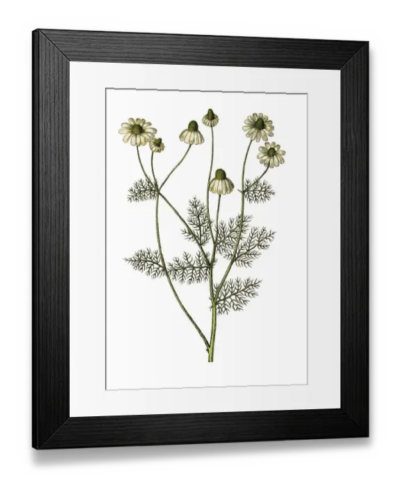 Framed Print : Chamomile, historical illustration from: Moritz Willkomm: Naturgeschichte des Pflanzenreichs