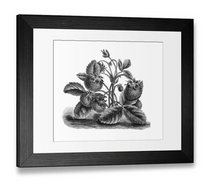 Framed Print : Musk strawberry, historical illustration from: Theodore Long: Allgemeines Illustriertes Gartenbuch