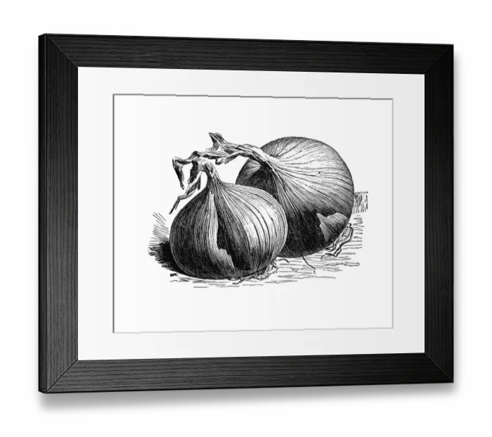 Framed Print : Giant Zittau Onion, historical illustration from: Theodore Long: Allgemeines Illustriertes Gartenbuch Framed Print : Giant Zittau Onion, historical illustration from: Theodore Long: Allgemeines Illustriertes Gartenbuch
