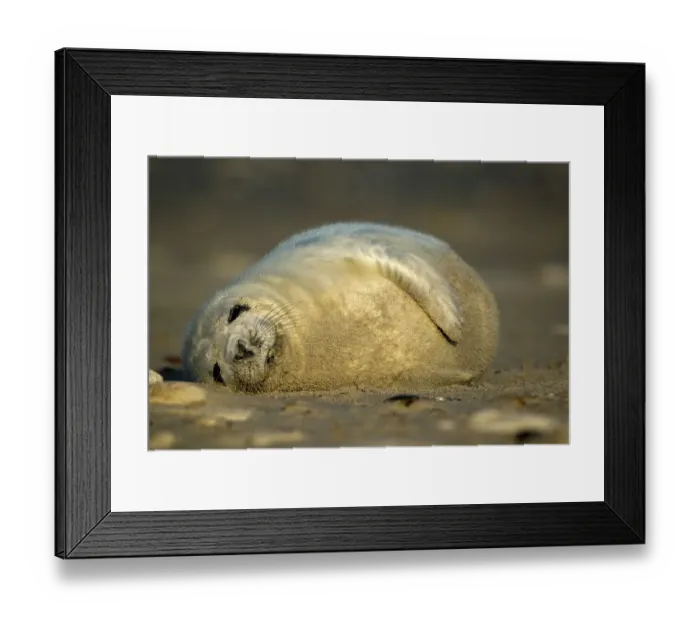 Framed Print : Young Gray Seal (Halichoerus grypus) cub Framed Print : Young Gray Seal (Halichoerus grypus) cub