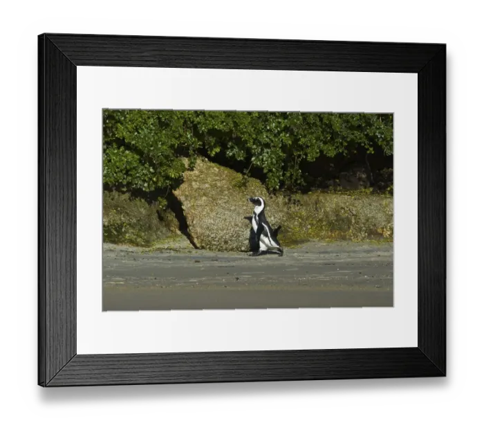 Framed Print : African Penguin (Spheniscus demersus) walking along a rocky beach