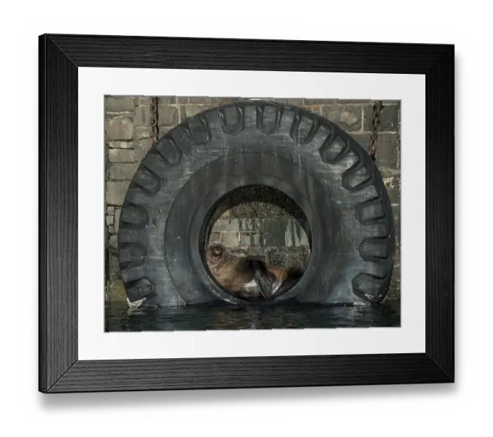 Framed Print : Brown Fur Seal (Arctocephalus pusillus) in a tire on the harbour wall Framed Print : Brown Fur Seal (Arctocephalus pusillus) in a tire on the harbour wall