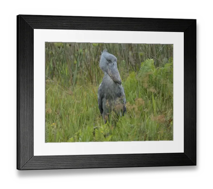 Framed Print : Shoebill (Balaeniceps rex), Lake Victoria