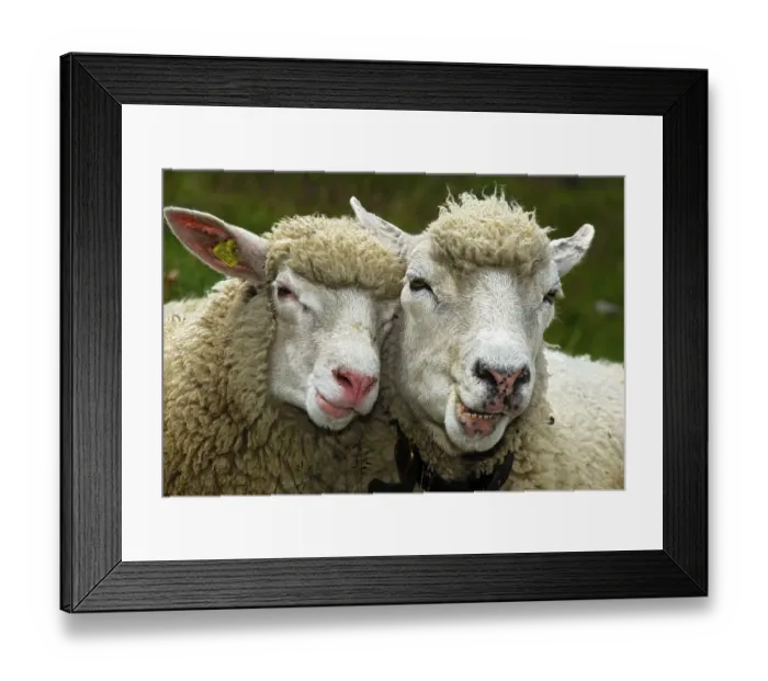 Framed Print : Two sheep in partnership