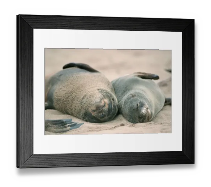 Framed Print : South African Fur Seals (Arctocephalus pusillus)