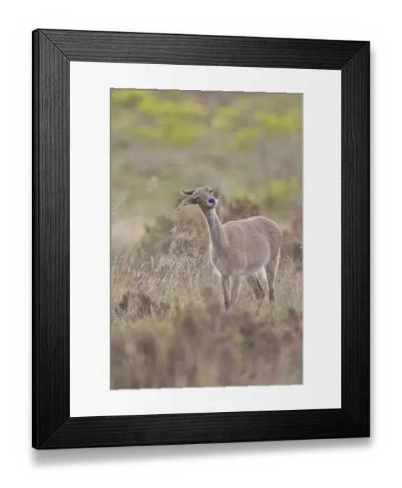 Framed Print : Grey rhebock (Pelea capreolus) at Bontebok National Park Framed Print : Grey rhebock (Pelea capreolus) at Bontebok National Park