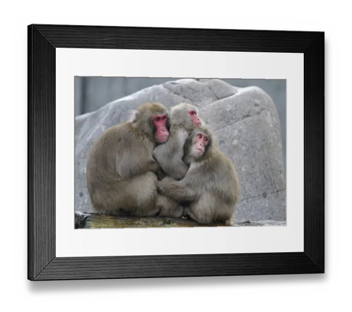 Framed Print : Japanese Macaques or Snow Monkeys (Macaca fuscata) warming each other
