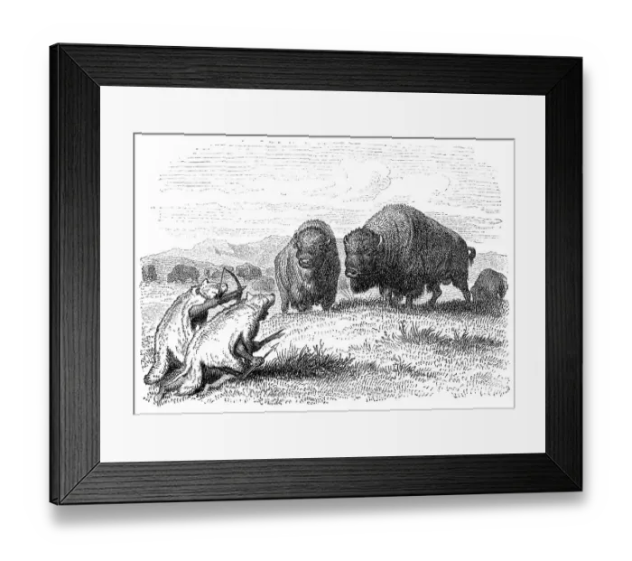 Framed Print : Native american buffalo hunters dressed as coyotes Framed Print : Native american buffalo hunters dressed as coyotes