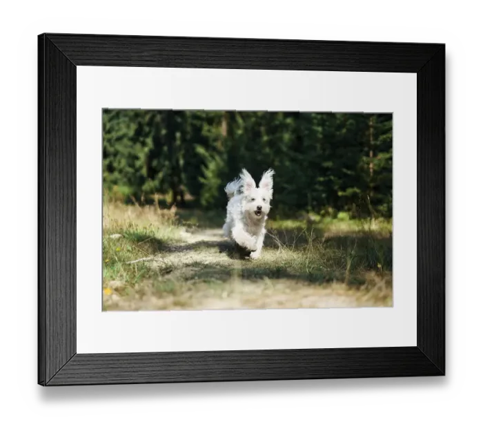 Framed Print : Funny cute dog playing and running outside in forest Framed Print : Funny cute dog playing and running outside in forest