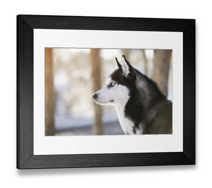 Framed Print : Male Husk outdoors in a snowy forest Framed Print : Male Husk outdoors in a snowy forest