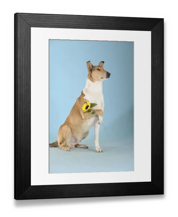 Framed Print : Smooth collie, sable, holding flower with paw Framed Print : Smooth collie, sable, holding flower with paw