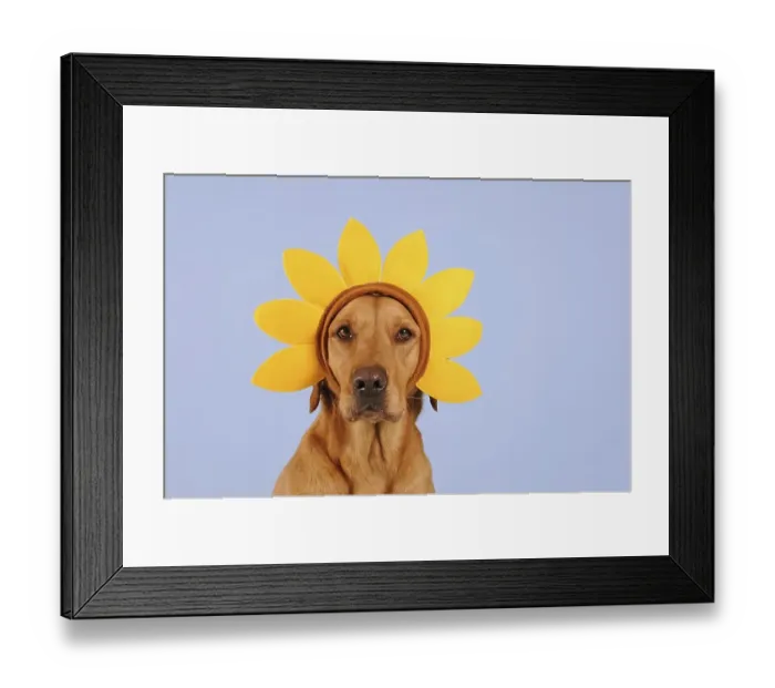 Framed Print : Labrador retriever, yellow, female with floral wreath on head