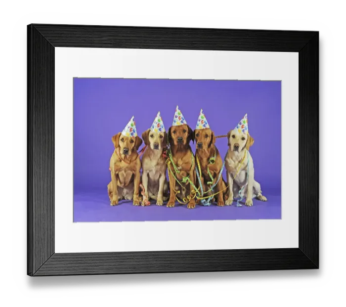 Framed Print : Labrador retrievers, yellow, males and females