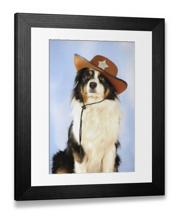 Framed Print : Australian Shepherd, tricolor, bitch with sheriff's hat
