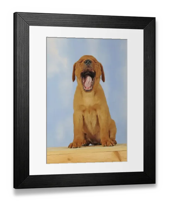 Framed Print : Labrador Retriever, yellow, puppy Framed Print : Labrador Retriever, yellow, puppy