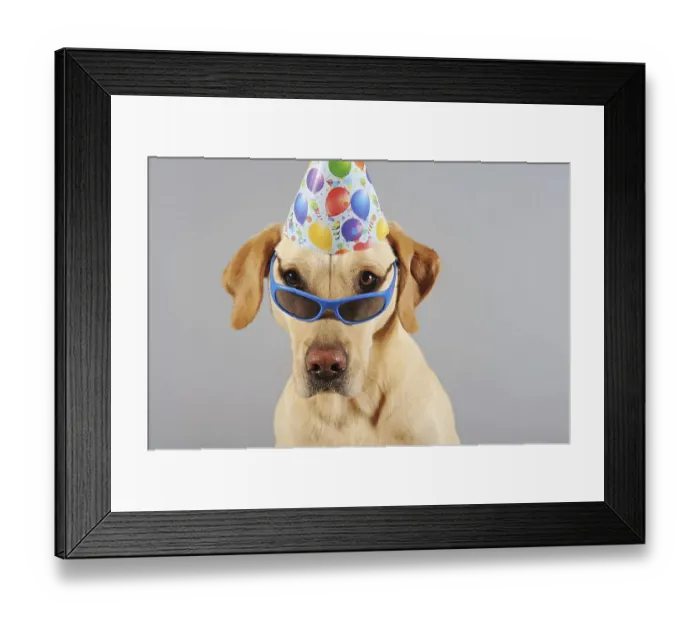 Framed Print : Labrador Retriever, yellow, male