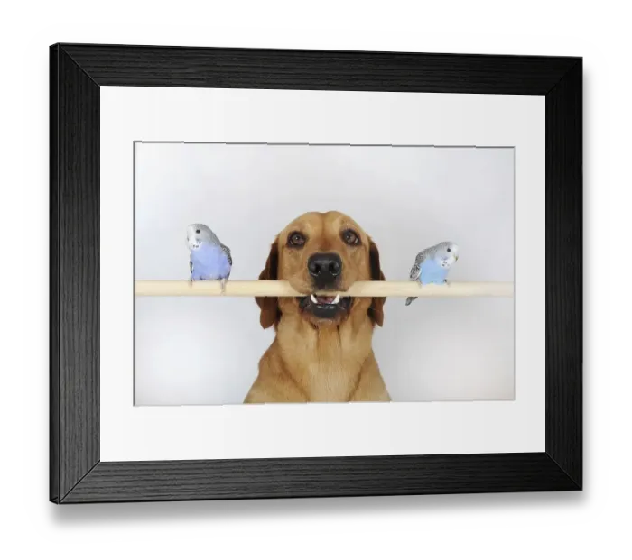 Framed Print : Labrador Retriever, yellow, bitch and young budgies sitting on pole