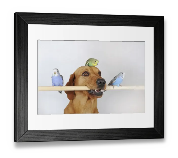 Framed Print : Labrador Retriever, yellow, bitch and young budgies sitting on pole Framed Print : Labrador Retriever, yellow, bitch and young budgies sitting on pole