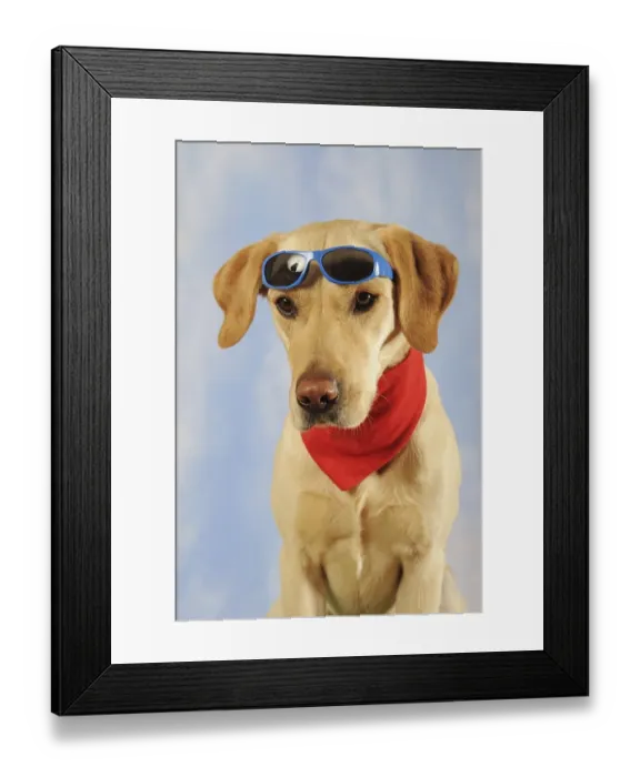 Framed Print : Labrador Retriever, male, yellow