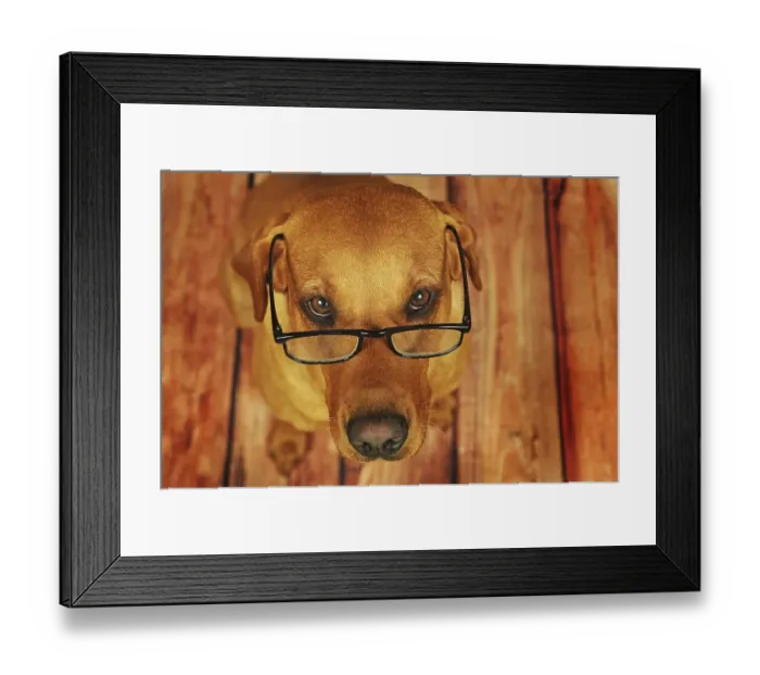 Framed Print : Labrador Retriever, yellow, bitch with glasses Framed Print : Labrador Retriever, yellow, bitch with glasses
