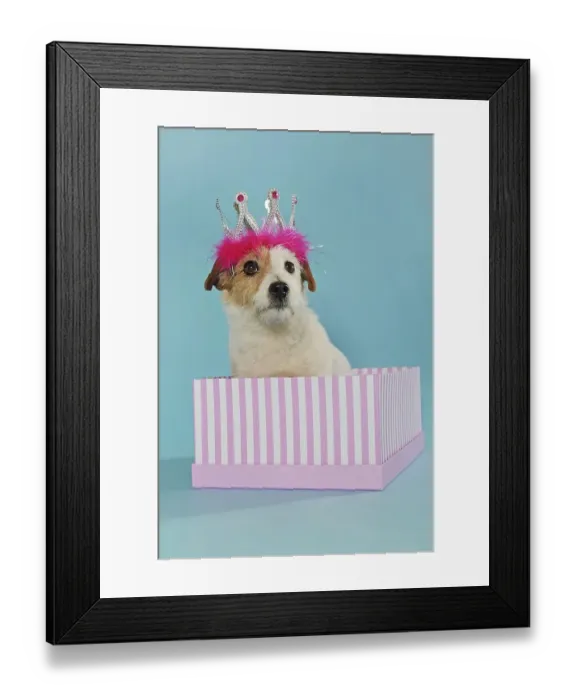 Framed Print : Jack Russell Terrier, brown white Framed Print : Jack Russell Terrier, brown white