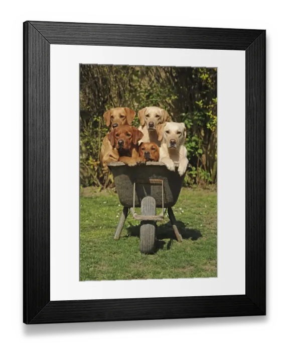 Framed Print : Labrador Retriever, yellow, males and females Framed Print : Labrador Retriever, yellow, males and females
