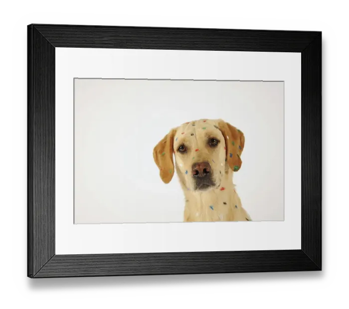 Framed Print : Labrador Retriever, yellow, bitch
