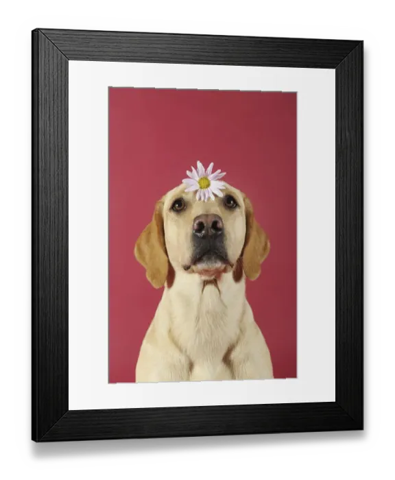 Framed Print : Labrador Retriever, yellow, bitch Framed Print : Labrador Retriever, yellow, bitch