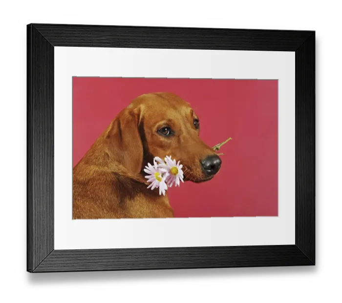 Framed Print : Labrador Retriever, yellow, bitch