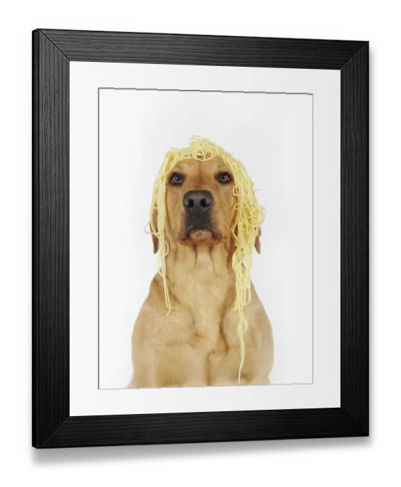 Framed Print : Labrador Retriever, yellow, bitch Framed Print : Labrador Retriever, yellow, bitch