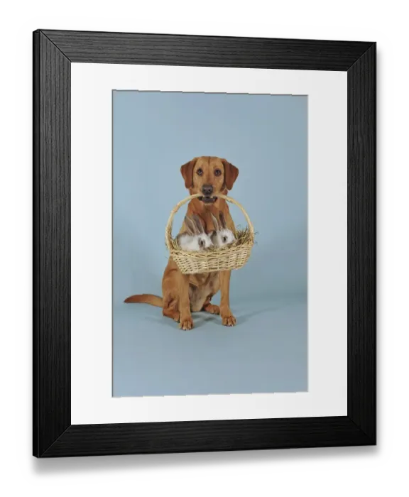 Framed Print : Labrador retriever, yellow, bitch Framed Print : Labrador retriever, yellow, bitch