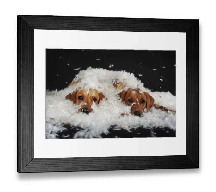 Framed Print : Labrador Retriever, yellow, two bitches lying in white feathers Framed Print : Labrador Retriever, yellow, two bitches lying in white feathers