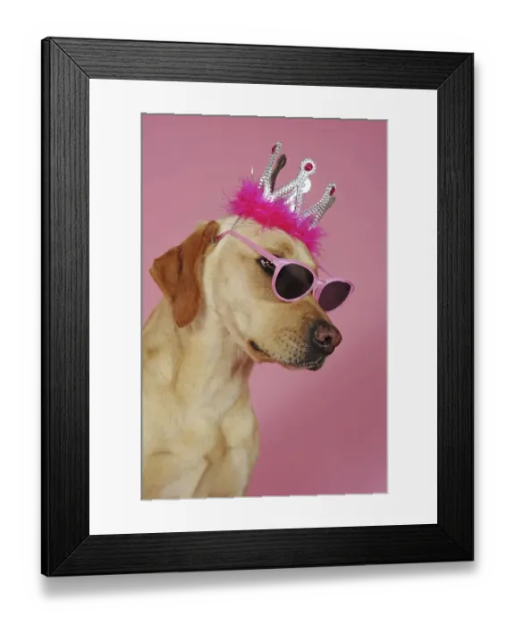 Framed Print : Labrador retriever, yellow, bitch Framed Print : Labrador retriever, yellow, bitch