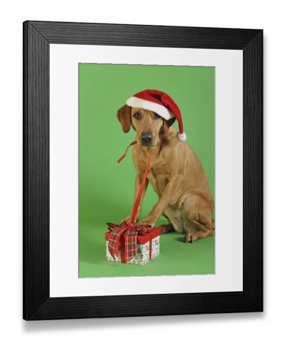 Framed Print : Labrador Retriever, yellow