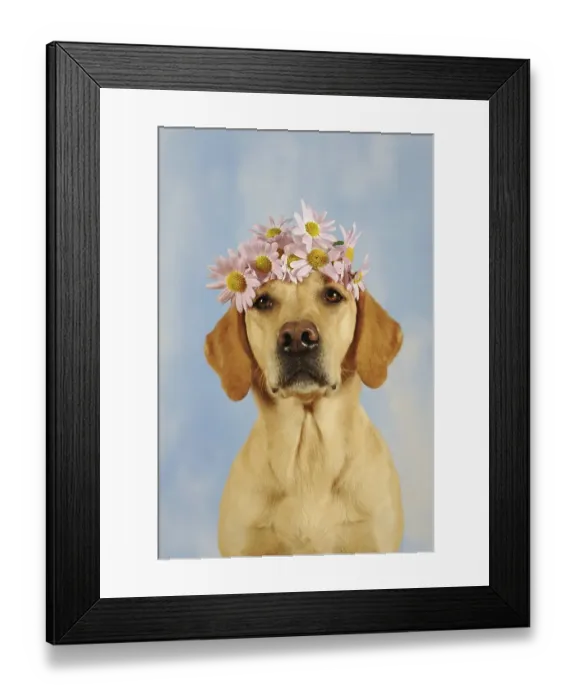 Framed Print : Labrador Retriever, yellow, bitch with pink flowers on head